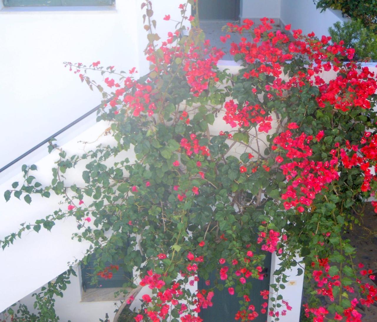 Palemilos Apartments Elounda Zewnętrze zdjęcie